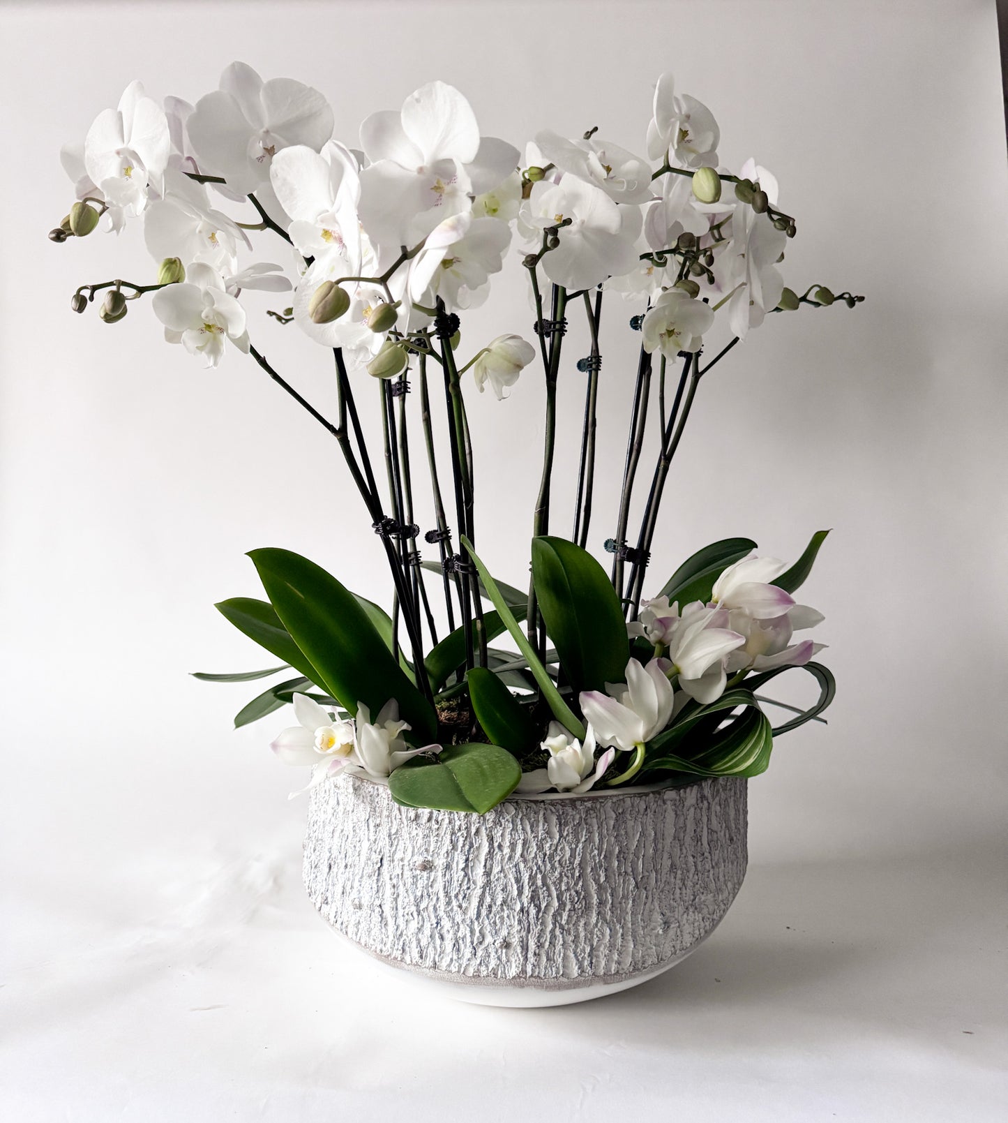 Potted Orchid- SOLD OUT