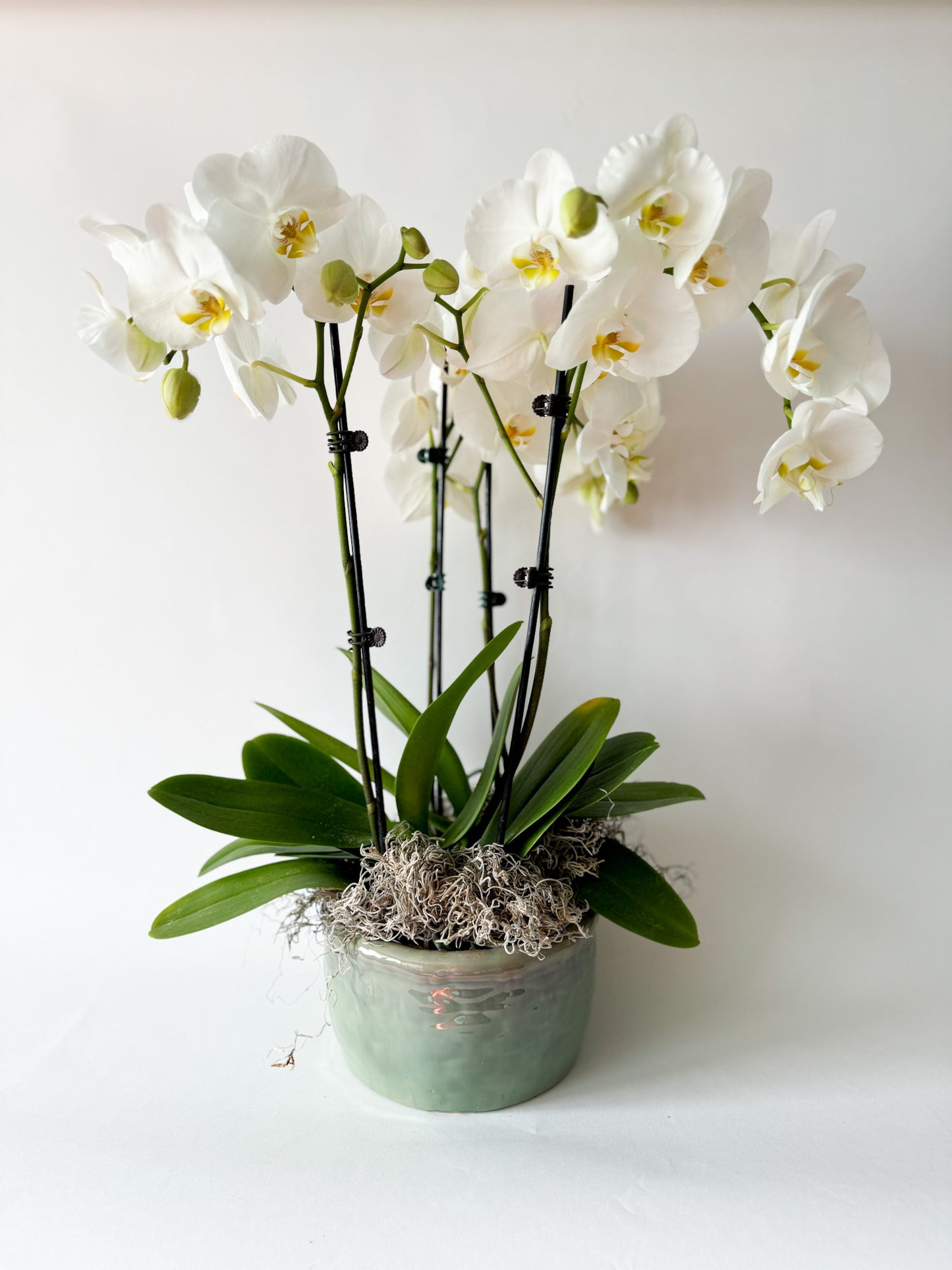 Potted Orchid- SOLD OUT