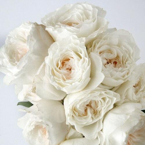 Garden Roses
