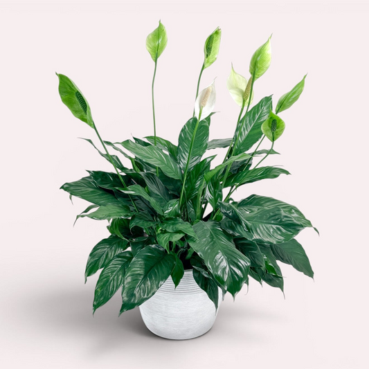 Luxury potted peace lily for sympathy or get well soon for delivery in Edina, Minneapolis, Plymouth, Richfield