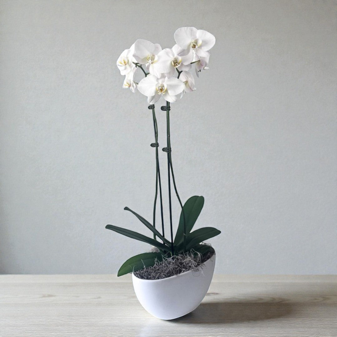 White orchid in a pot on a light wooden surface with a gray background for delivery for sympathy or just because in edina, wayzata, plymouth or minneapolis from The Petal