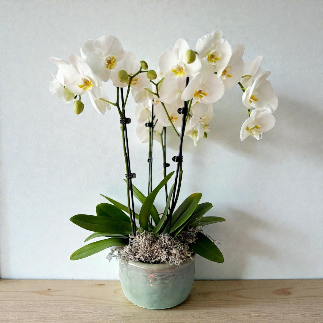 luxury potted white phaelenopsis orchid for delivery for sympathy, birthday, or just because gift in minneapolis, wayzata, and edina