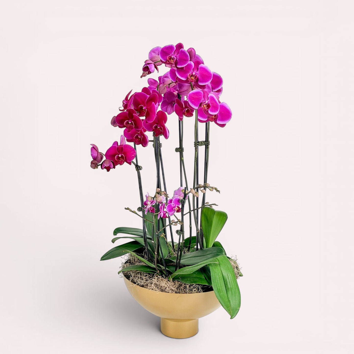 Our Grand Gesture potted orchid features multiple bloom-filled spikes, arranged in a striking gold compote vessel. Order for pickup in Edina or delivery to Minneapolis, South Metro, or Wayzata areas. 