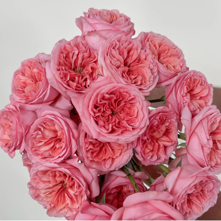 Pink garden rose arrangement featuring lush, ruffled premium blooms, soft romantic florals designed in a garden-style vase, perfect for birthdays, anniversaries, or celebrations, available for Edina pick-up or local Minneapolis delivery