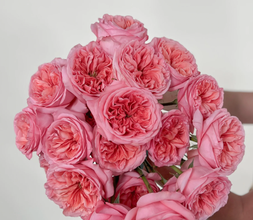 Pink garden rose arrangement featuring lush, ruffled premium blooms, soft romantic florals designed in a garden-style vase, perfect for birthdays, anniversaries, or celebrations, available for Edina pick-up or local Minneapolis delivery