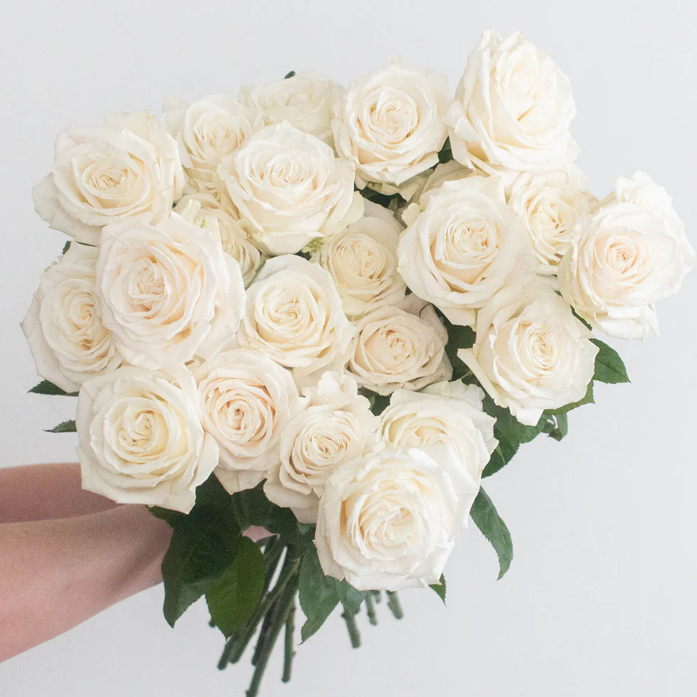 Hand-tied bouquet of premium white garden roses with soft, full petals and a romantic garden-inspired look, available for pick-up in Edina or local delivery