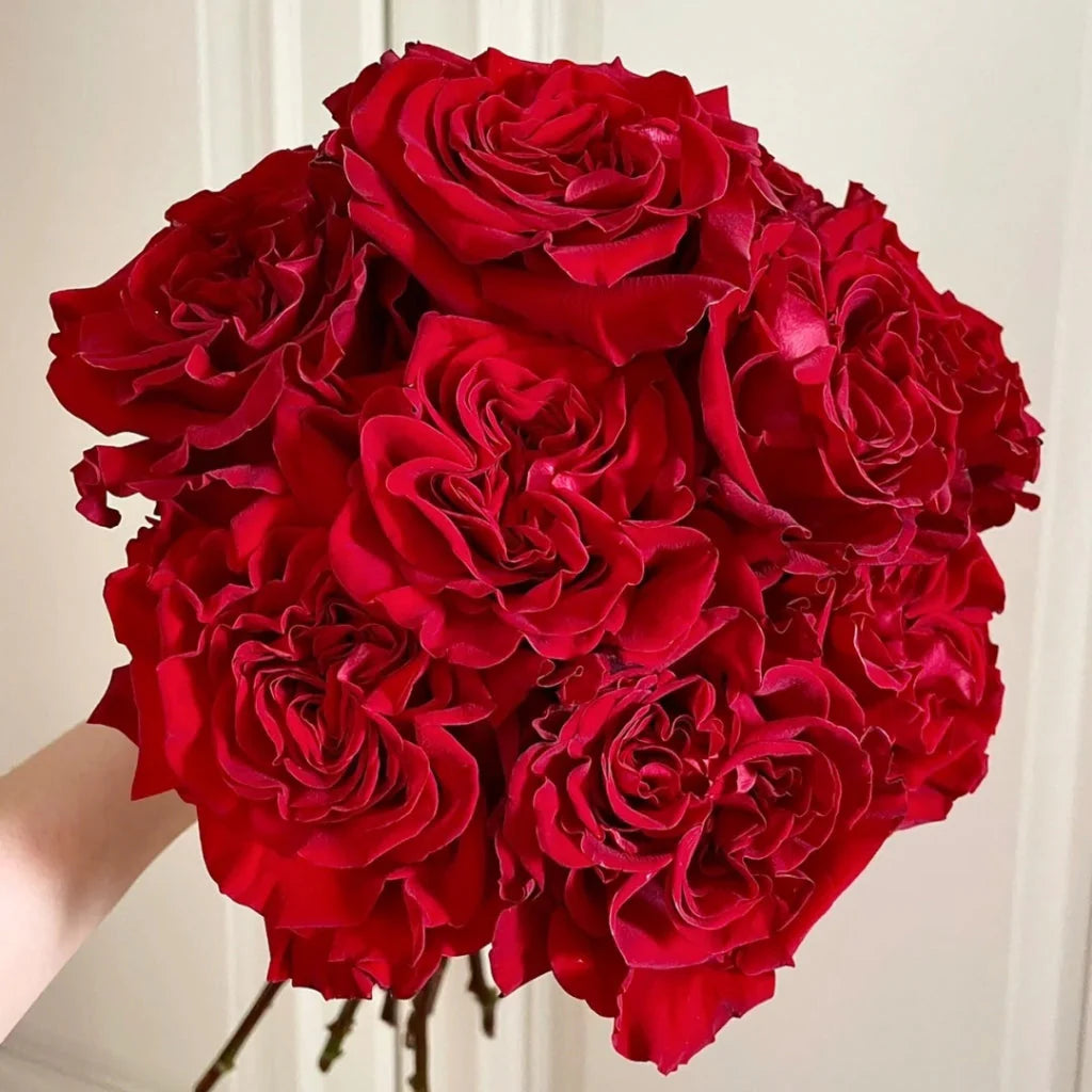 Valentine's Day Garden Roses