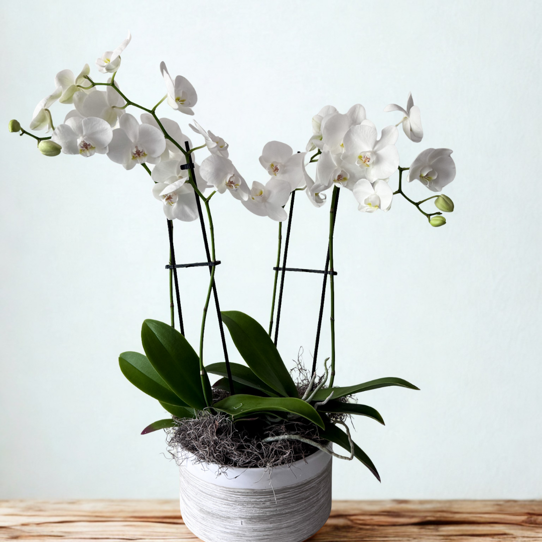 Deluxe potted orchid with graceful blooms in ceramic pot, lasting tribute for condolences or well-wishes, available for pick-up in Edina or delivery to Eden Prairie, Southwest Minneapolis, and Minnetonka