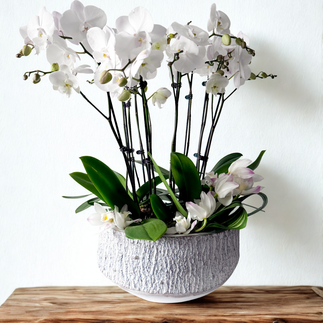 Luxury potted orchid with striking blooms in premium ceramic container, long-lasting and elegant sympathy gift, available for pick-up in Edina or delivery to Wayzata, Golden Valley, and Excelsior