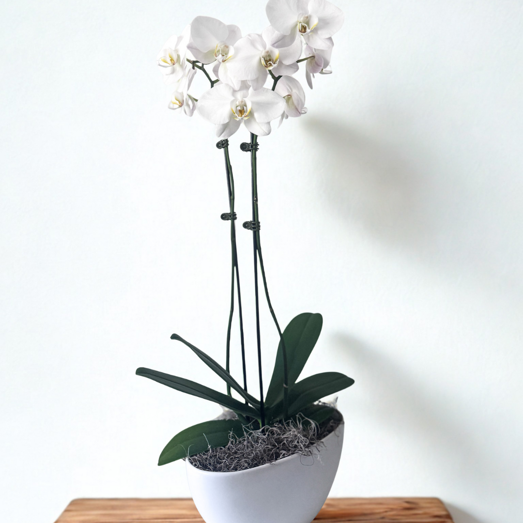 Premium potted orchid with elegant blooms in a ceramic vase, thoughtful sympathy gift, long-lasting and low-maintenance, available for pick-up in Edina or delivery to Hopkins, Minneapolis, and Bloomington