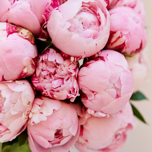 Best gift for Mother's day a flower arrangement of fresh pink peonies for delivery in minneapolis, edina, wayzata, excelsior, plymouth