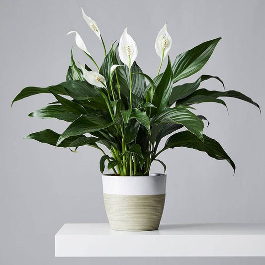 Premium 6-inch Peace Lily with pure white blooms and lush green leaves, thoughtful sympathy gift symbolizing peace and renewal, low-maintenance and long-lasting, available for pick-up in Edina or delivery to Richfield, Minneapolis, and Bloomington