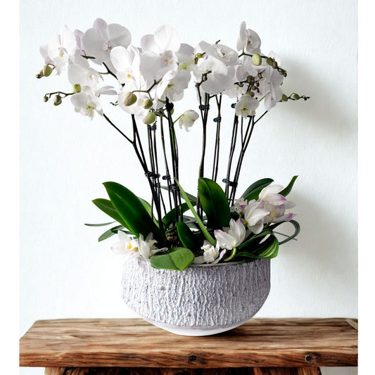 Potted Orchid