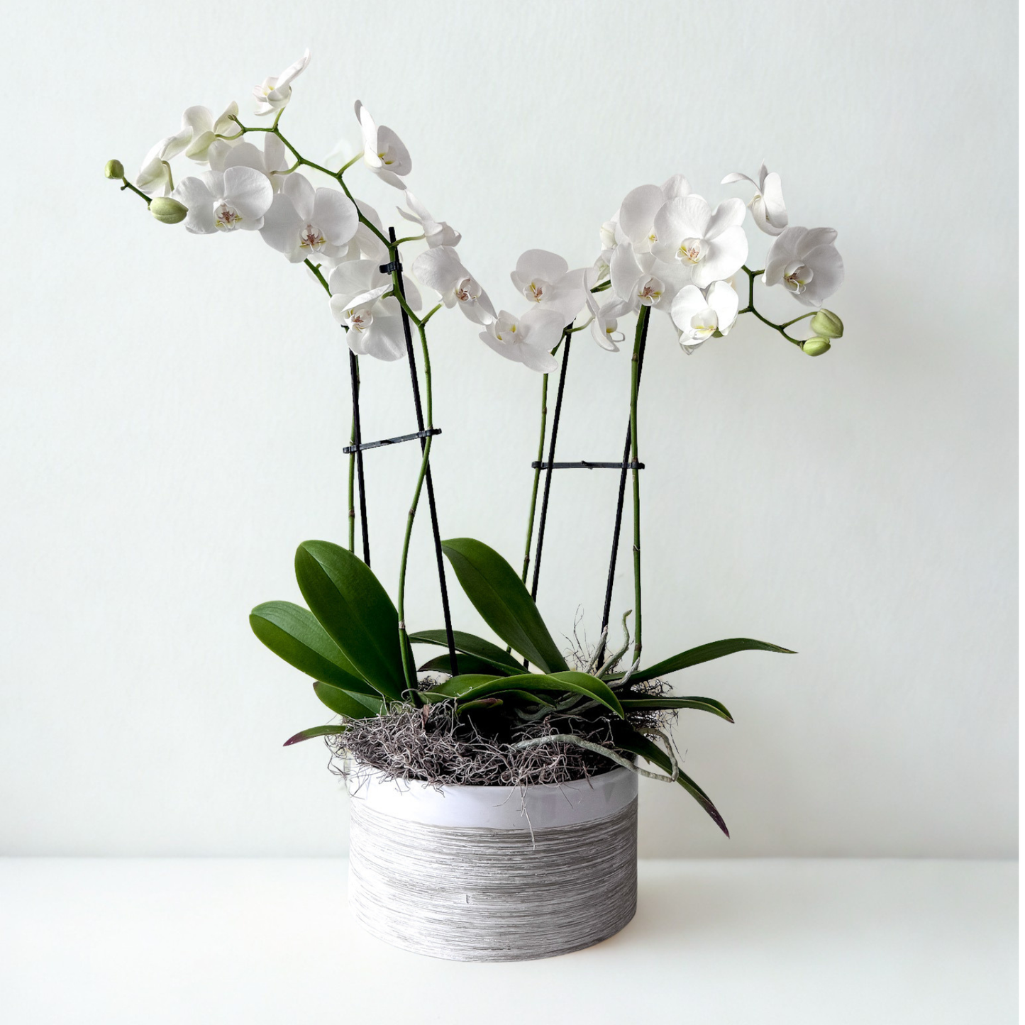 Add sophisticated beauty to any home or office with a premium potted orchid. Vibrant, low-maintenance, and stunningly arranged. Shop fast delivery today for delivery in Minneapolis, Minnetonka and Plymouth