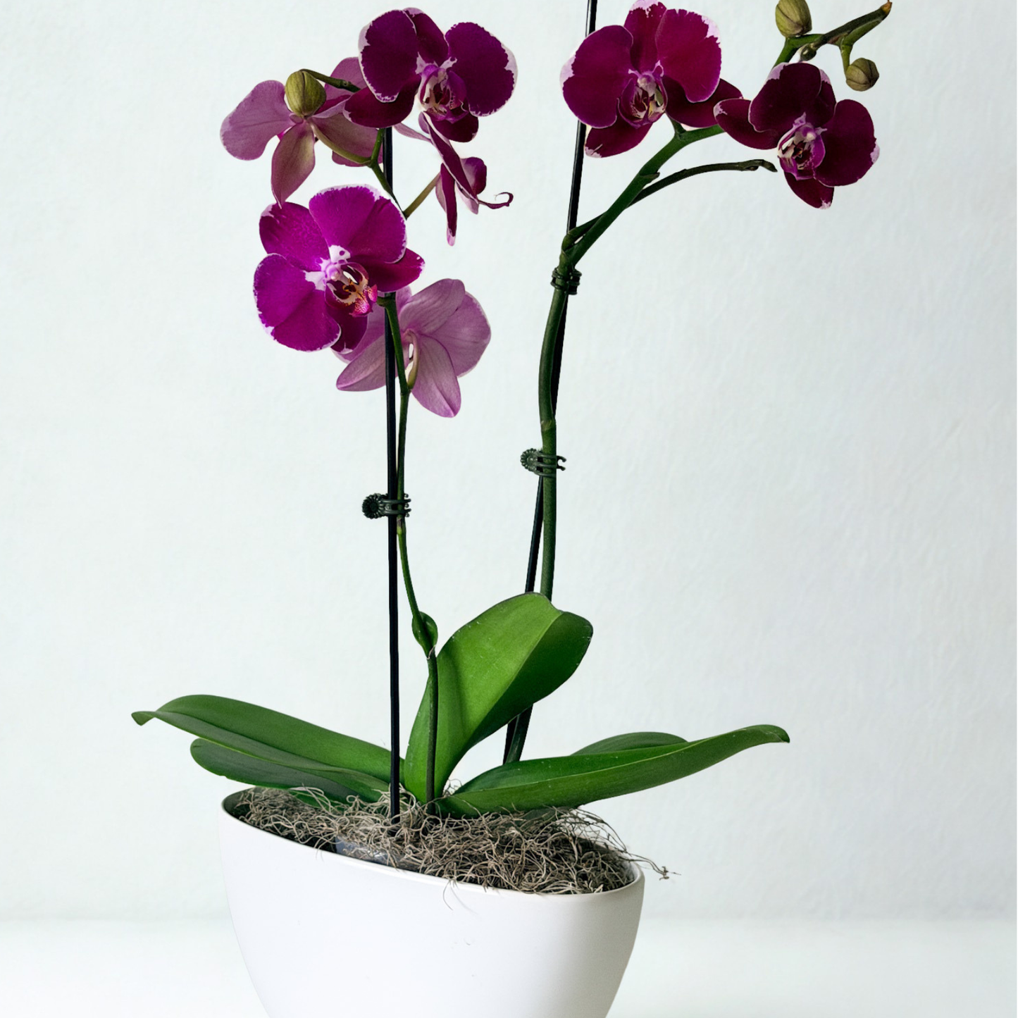 Send a luxurious potted orchid for a truly elegant gift. Long-lasting, vibrant, and delivered fresh to their door. Shop our stunning orchid collection now for delivery in Minneapolis, Wayzata, Edina, and Eden Prairie