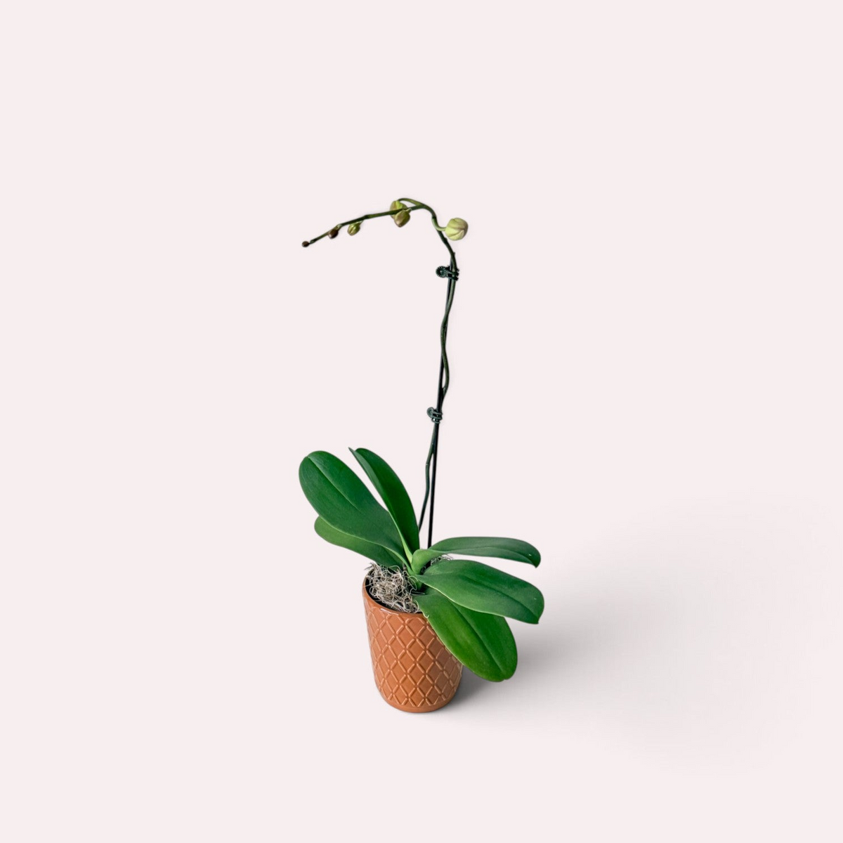 Small Potted Orchid